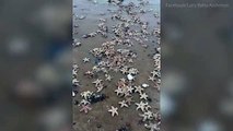 Dead starfish washed ashore in Kent in Beast from East aftermath