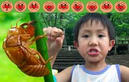 【夏休み】セミの抜け殻を発見!! 大興奮の4歳のトレーシーと2歳のスティーブ ★Discover the cicada's shell★