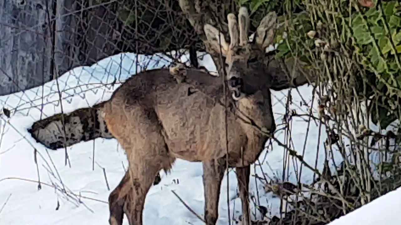 Visiteur du matin