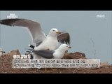 [MBC Documetary Special] - 봄이 찾아온 DMZ, 새들의 섬 '구지도'20170403