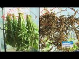 [Morning Show] How to make dried radish greens '겨울 별미 시래기' 집에서도 말린다! [생방송 오늘 아침] 20161123