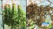 [Morning Show] How to make dried radish greens '겨울 별미 시래기' 집에서도 말린다! [생방송 오늘 아침] 20161123