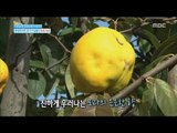 [Happyday] Health food : Japanese quince 못생겼지만 향기는 일품! '토종 모과' [기분 좋은 날] 20161125