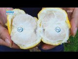 [Happyday]  How to Choose the Good Citron 꿀Tip, 좋은 '유자' 고르는 특급비법! [기분 좋은 날] 20161125