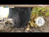[Haha Land] 하하랜드 - It's only see my mom can't!~! GgulSun!20171025