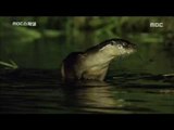 [MBC Documetary Special] - 귀여운 외모의 수달, 물고기 사냥은? 20161017