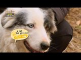 [Greensilver] Dogs guard sheep : shocking 양몰이 경력 8년차 개 '쇼킹'!! [고향이 좋다 351회] 20160126