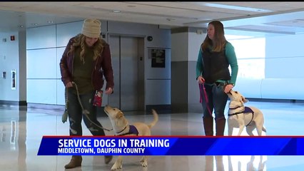Dozens of Service Dogs Get Special Training at Pennsylvania Airport