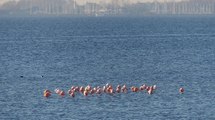 Battenoord winter - flamingo's in het Grevelingenmeer 2 / Goeree Overflakkee 2018