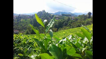 sürmene yeniay köyü