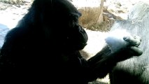 Gorilla Snacks On Snowball, Throws It At Another & Gets Flipped Off