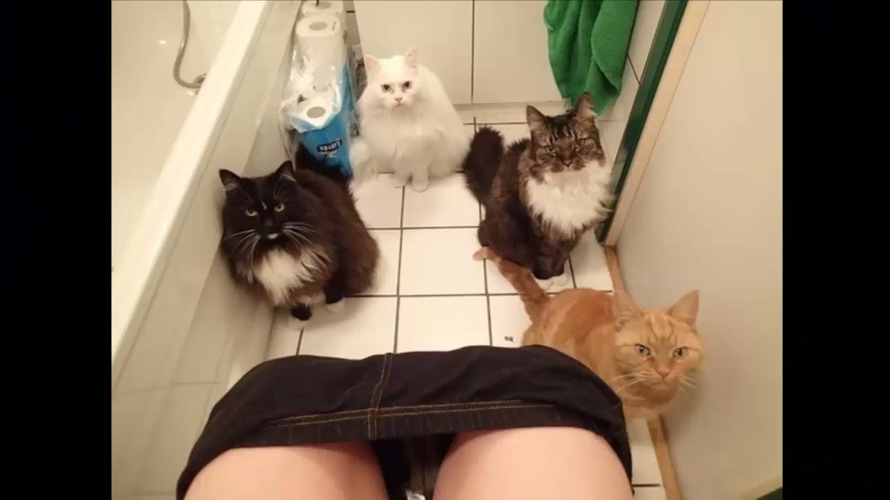 「絶対笑う」最高におもしろ犬,猫,動物のハプニング, 失敗画像集 #4