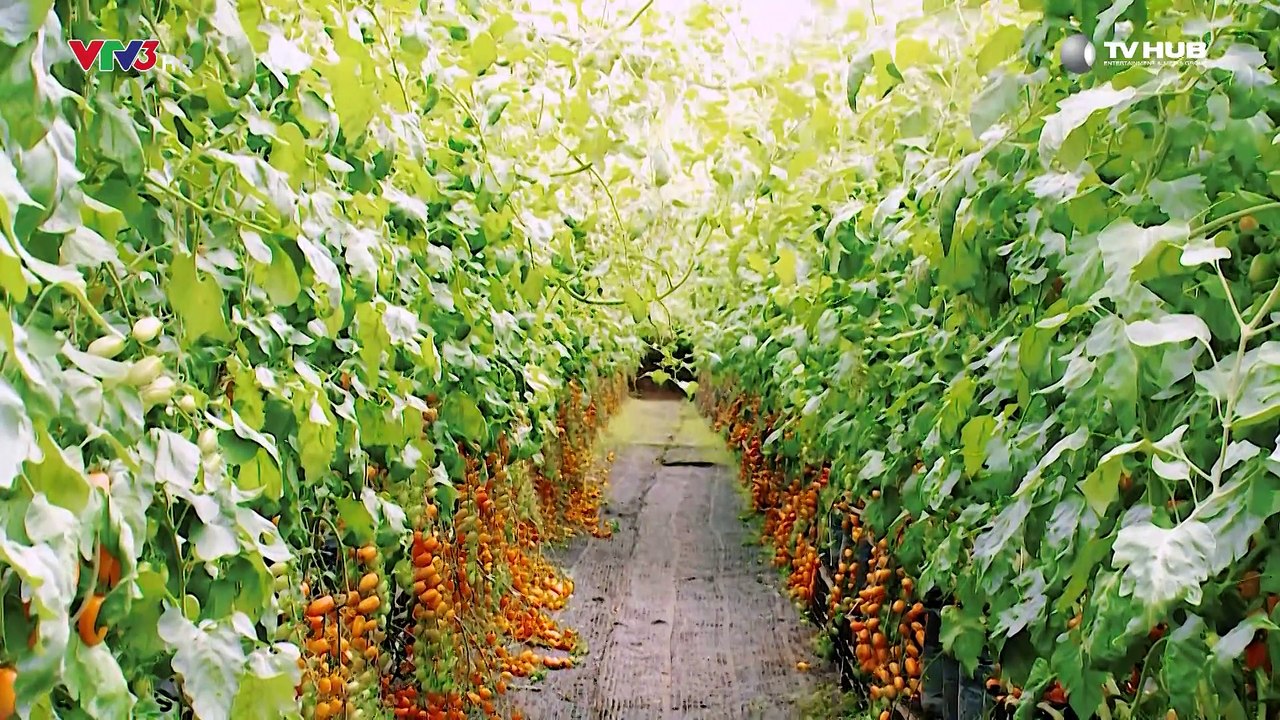 Thương Vụ Bạc Tỷ Tập 1 Full HD l Shark Tank Việt Nam l Happy Trees với sản phẩm Cà Trái Cây