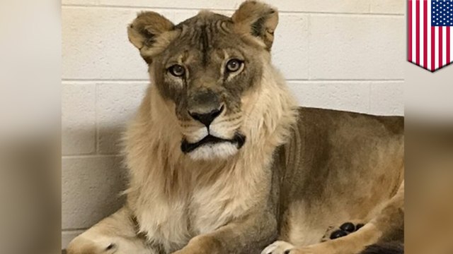 Oklahoma Zoo lioness suddenly grows a mane