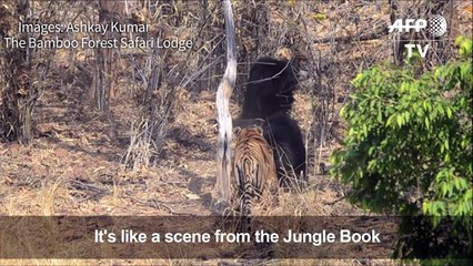 Rumble in the jungle: mother bear fights off Indian tiger