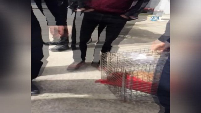 İtfaiye ekipleri araç içinde mahsur kalan 4 kedi yavrusu için seferber oldu