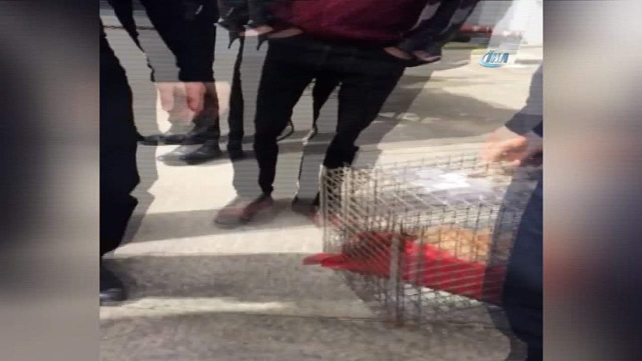 İtfaiye ekipleri araç içinde mahsur kalan 4 kedi yavrusu için seferber oldu