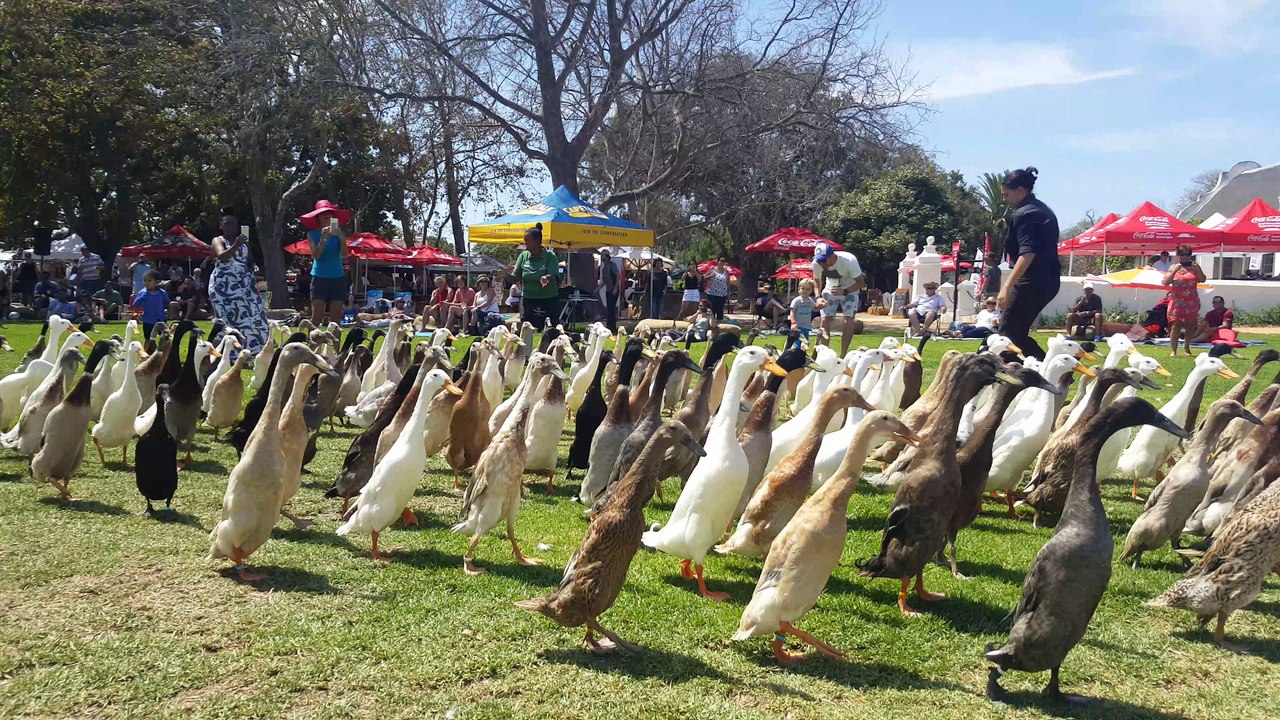 Duck madness