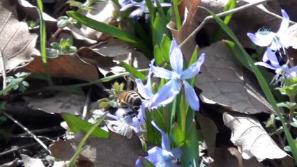 Beytüşşebap’ta renk renk çiçekler açtı