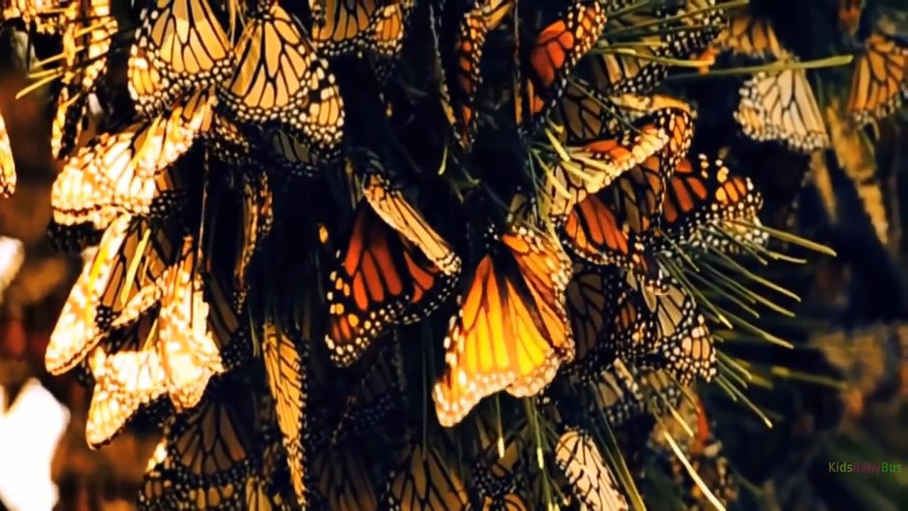 Play “Animal Match Up” Learn Animal Names With Real Animals - Educational Game & Video For Kids