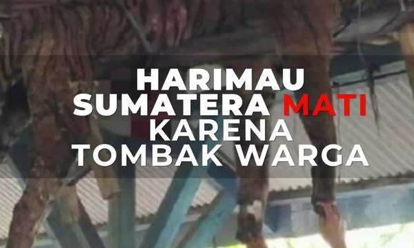 Miris, Harimau Sumatera Mati Ditombak Warga