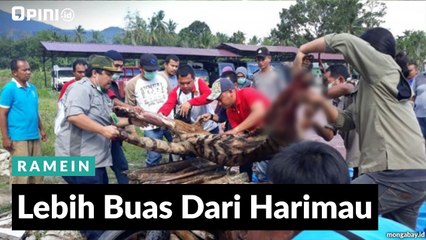 #1MENIT | Lebih Buas Dari Harimau
