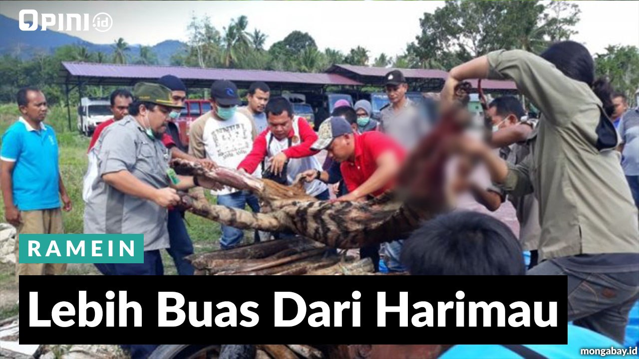 #1MENIT | Lebih Buas Dari Harimau