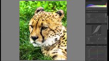 How To Edit Wildlife Portraits - Lightroom 6 2016 Wildlife Photography Editing Tutorial