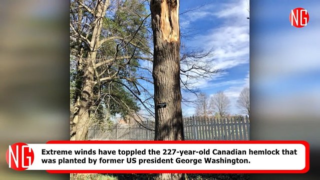 Strong Winds Knock Over Canadian Hemlock Planted By George Washington