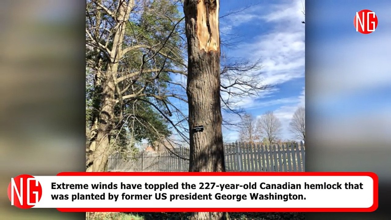 Strong Winds Knock Over Canadian Hemlock Planted By George Washington
