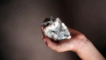 Un hamster agite ses petites pattes... trop mignon