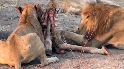 LIONS VS HYENAS - Clash of Enemies