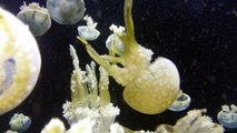 jellyfish-60-mbps-hd-hevc.mkv