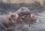 Fiona the Hippo Gets up Close And Personal With Her Mom in Cincinnati