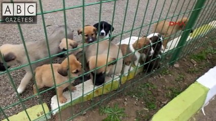 Annelerini kaybeden 6 yavru köpeğe süt anne oldu