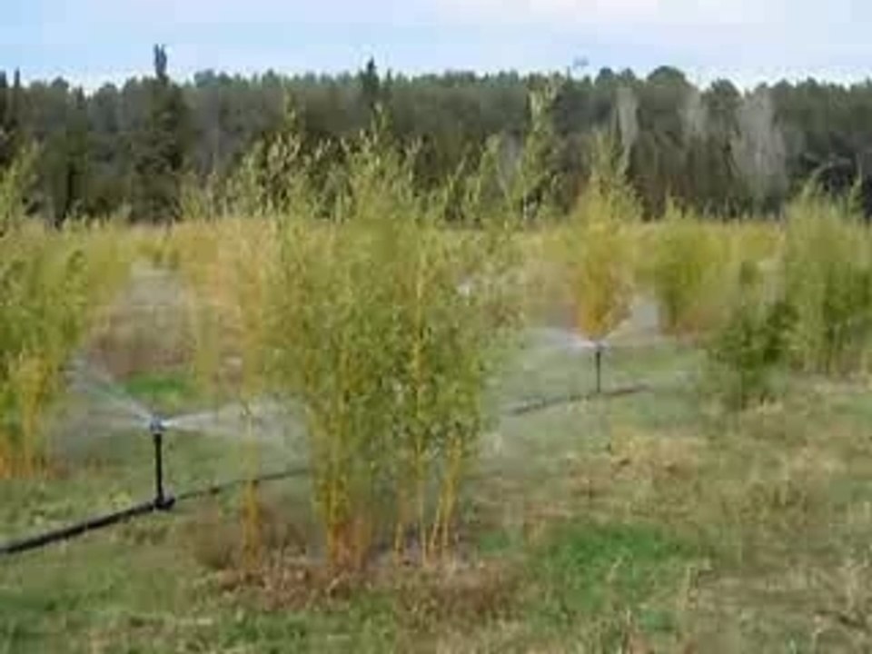 Phytosem