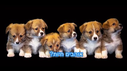 חנות חיות בירושלים
