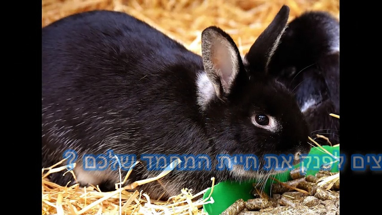 חנות חיות בירושלים מרכז העיר