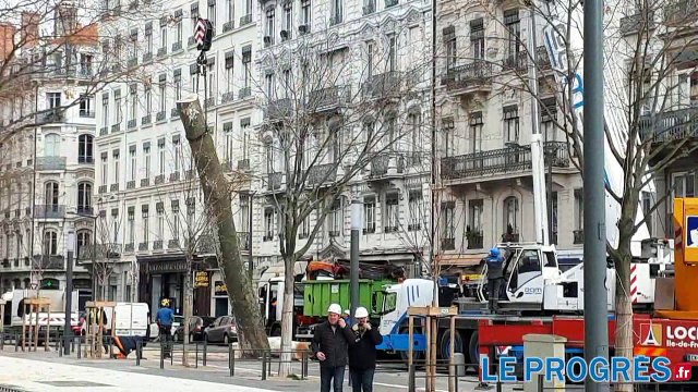 Lyon : un platane de la place Carnot s'envole