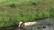 Cow Shows Off Impressive Swimming Skills