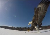 Man Captures Footage of Bald Eagle Hunting for Fish