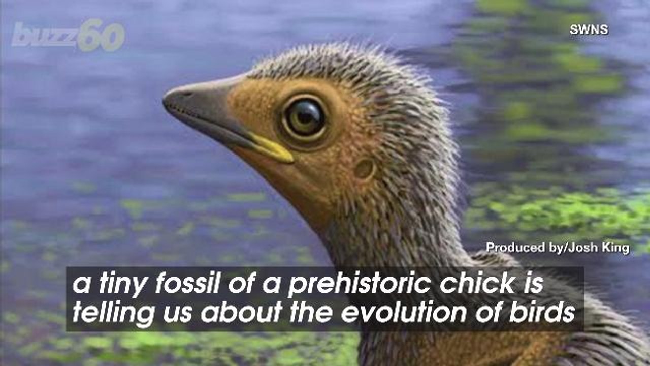 127-Million-Year-Old Fossilized Chick That Live...