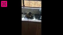 Un mono limpiando los platos