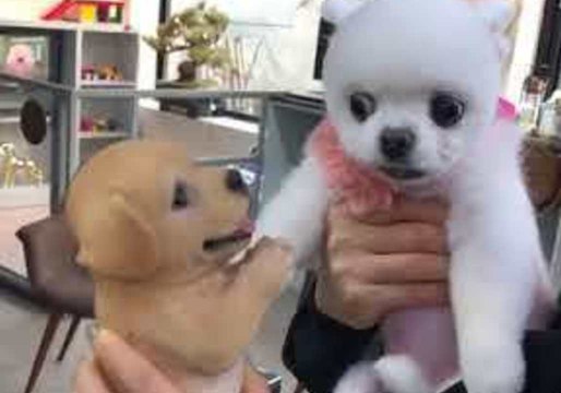 Real Dog Is Terrified of Toy Dog
