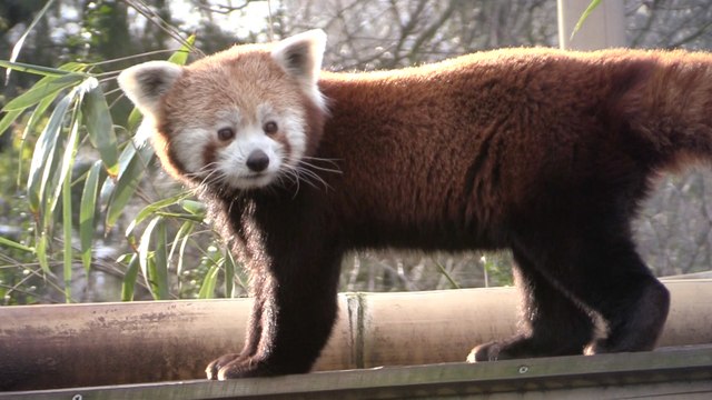 A la découverte des animaux de la Ménagerie du Jardin des plantes