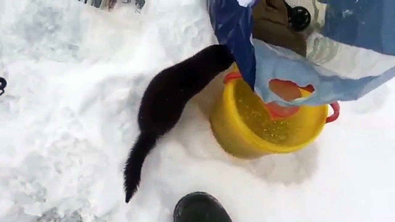 Quand un vison trop mignon vient mendier un poisson à un pêcheur !