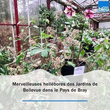 Des fleurs d'hiver uniques aux Jardins de Bellevue