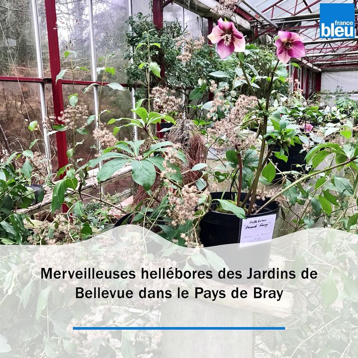 Des fleurs d'hiver uniques aux Jardins de Bellevue