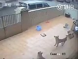 Ladrones de Mascotas saltan reja y se llevan 2 perros