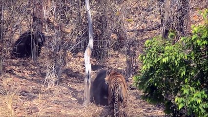 Inde : Une maman Ours lippu défend ses enfants et entre en bagarre avec un tigre !